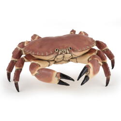 Kolli: 5 Crab