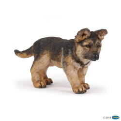 Kolli: 5 German shepherd pup