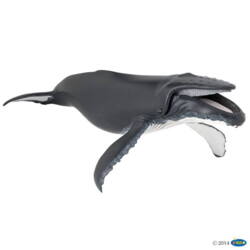 Kolli: 1 Humpback whale 