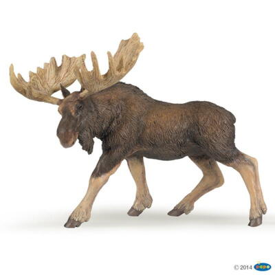 Kolli: 5 Moose