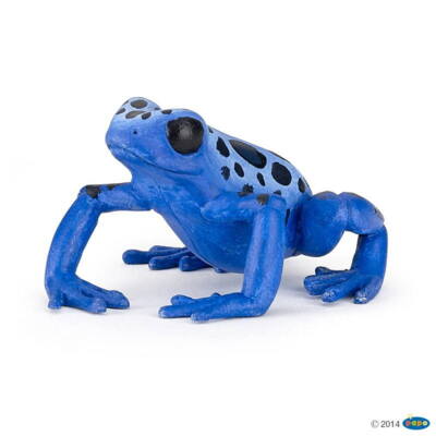 Kolli: 5 Equatorial blue frog