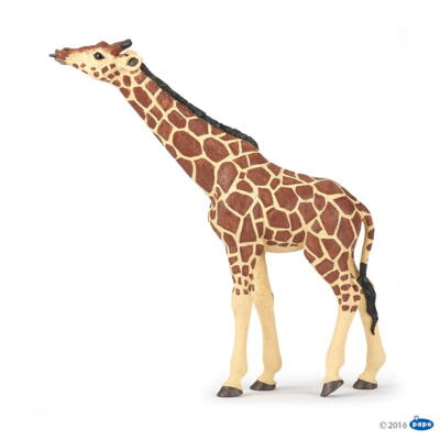 Kolli: 1 Giraffe head raised