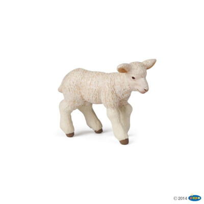 Kolli: 5 Merinos lamb