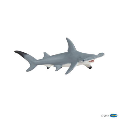 Kolli: 1 Hammerhead shark