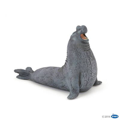 Kolli: 1 Elephant seal