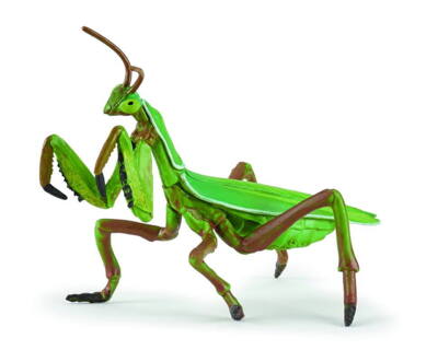 Kolli: 5 Praying mantis