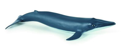 Kolli: 5 Blue whale calf