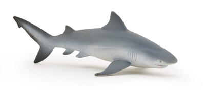 Kolli: 5 Bull shark