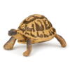Kolli: 5 Hermann's tortoise