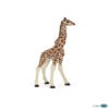 Kolli: 5 Giraffe calf