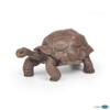 Kolli: 5 Galápagos tortoise 