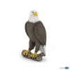 Kolli: 5 Sea eagle