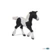 Kolli: 5 Black piebald cob foal