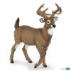 Kolli: 5 White-tailed deer
