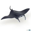 Kolli: 1 Manta ray