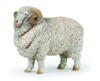 Kolli: 5 Merino sheep