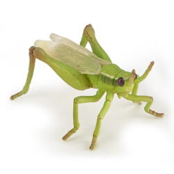 Kolli: 5 Grasshopper