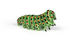 Kolli: 5 Caterpillar