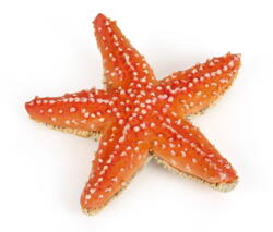 Kolli: 5 Starfish
