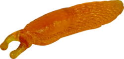 Kolli: 9 Slippery Slug