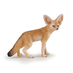 Kolli: 5 Fennec fox
