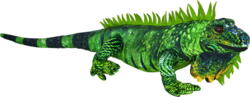 Kolli: 1 Green iguana