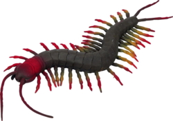 Kolli: 12 Slippery centipede