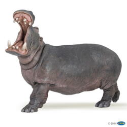 Kolli: 5 Hippopotamus 