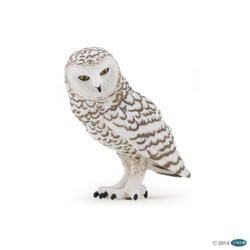 Kolli: 5 Snowy owl