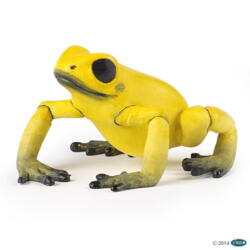 Kolli: 5 Equatorial yellow frog