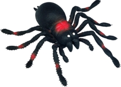 Kolli: 10 Cellar spider