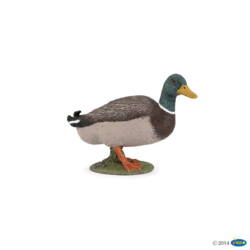 Kolli: 5 Mallard duck