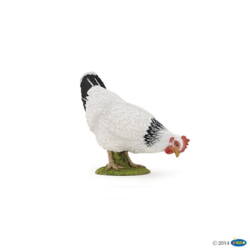 Kolli: 5 Pecking white hen