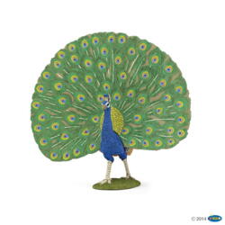 Kolli: 5 Peacock