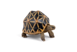 Kolli: 5 Star tortoise