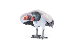 Kolli: 5 King vulture