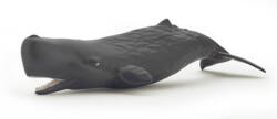 Kolli: 5 Sperm whale calf