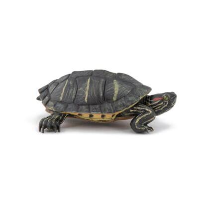 Kolli: 5 Florida Tortoise
