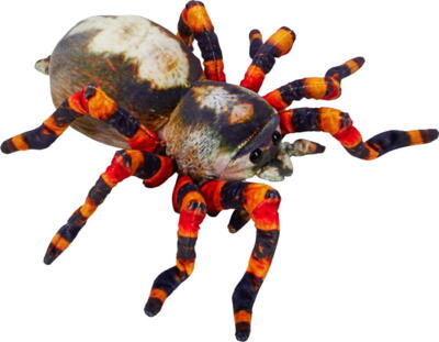 Kolli: 1 Spider