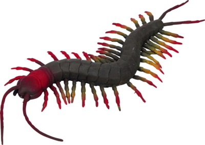 Slippery centipede