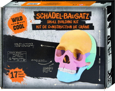 Skull building kit