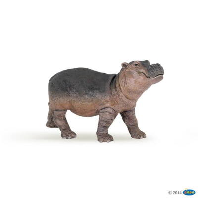 Kolli: 5 Hippopotamus calf