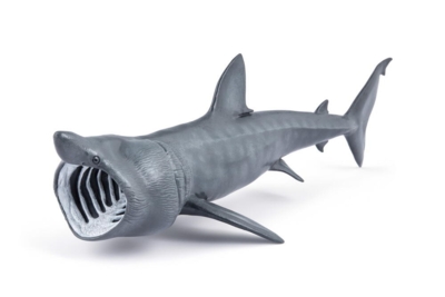 Kolli: 3 Basking shark