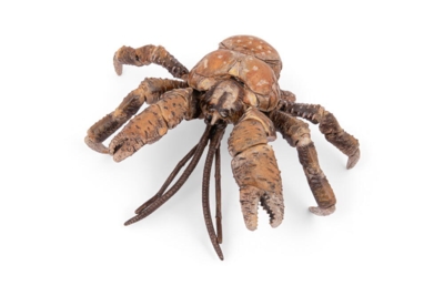 Kolli: 5 Coconut crab