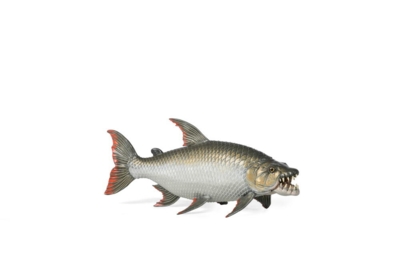 Kolli: 5 Goliath Tigerfish