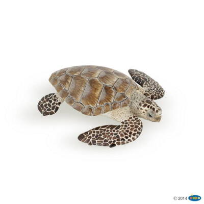Kolli: 5 Loggerhead turtle