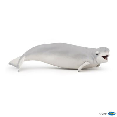 Kolli: 1 Beluga whale