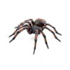 Kolli: 5 Common spider