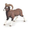 Kolli: 5 Mouflon