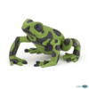 Kolli: 5 Equatorial green frog